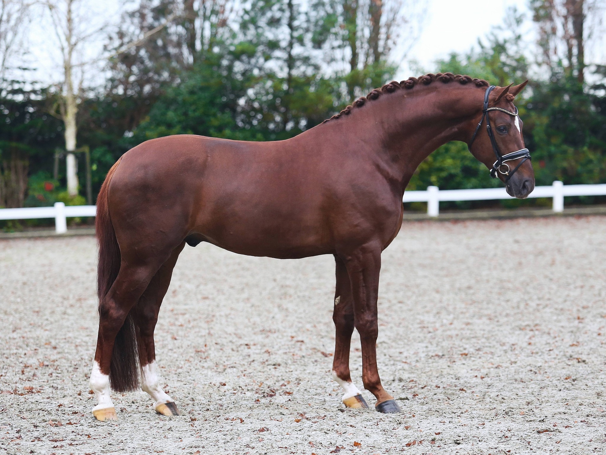 2025 Sensation Gold.3