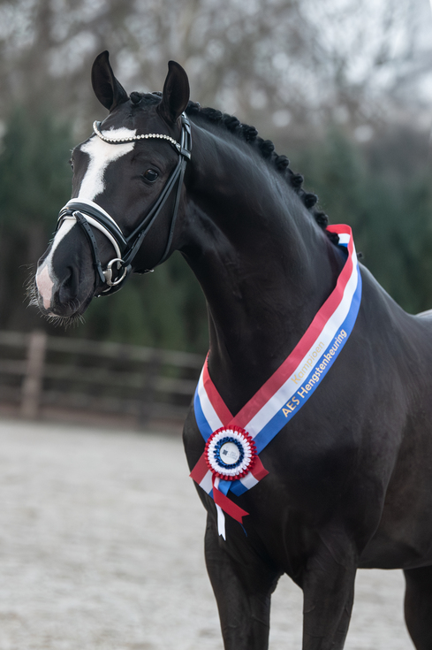 2025 so you can dance 2